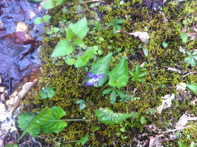 Violets happily growing in the middle of an old mine road in North Carolina