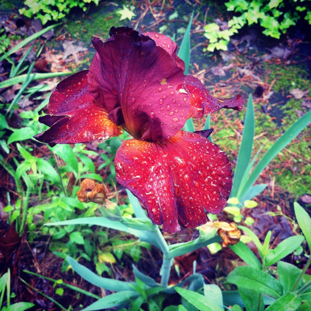 Meme's Irises are so fancy after the rain.